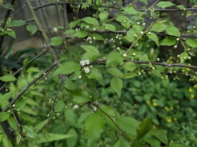 林保署贈1500株樹苗  3張發票換1株