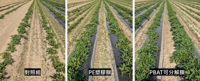 農試所導入農膜栽培甘藷  每公頃淨利增6萬元