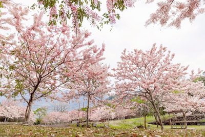 高雄六龜湯旅春遊季28日開跑 粉紅花旗木花海吸睛