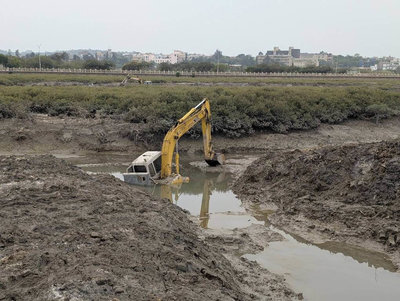 金門海岸遭互花米草入侵　擴大移除8處同步監測復發