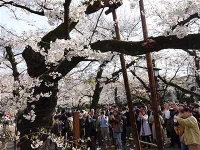 日本東京櫻花盛開　較往年平均快3天