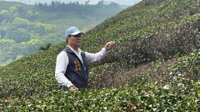 雲林古坑茶區久旱未雨 萌芽不良受損逾2成將救助