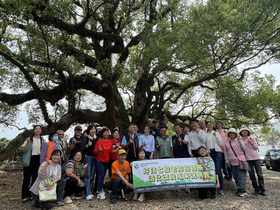 南投草屯坪頂七股神木擺脫雀榕寄生　重現生機