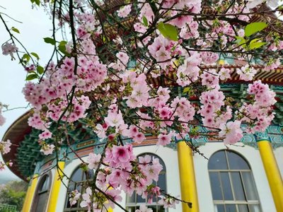 淡水吉野櫻盛開　新北：來感受粉白花海的浪漫