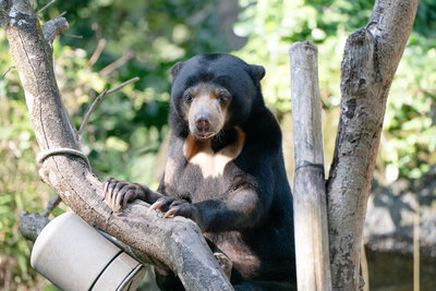 北市動物園最後2隻馬來熊赴日 助益保育