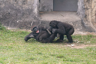 北市動物園探索非洲猩猩單元登場 兒童節享優惠