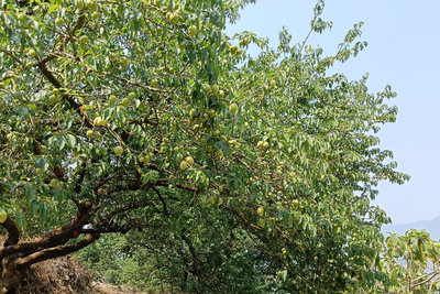 台南雨少梅子結果率差　產量恐不及往年2成