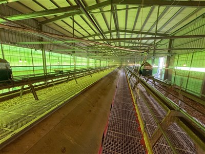 台中豐康畜牧場隱匿禽流感疫情遭罰百萬　未繳提訴願