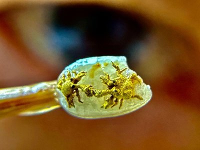 陳逢顯毫芒雕刻展極限　0.2公分金蟹感謝新店溪復育