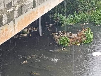 台南永康區蜈蜞潭中排現大量魚屍　初判缺氧死亡