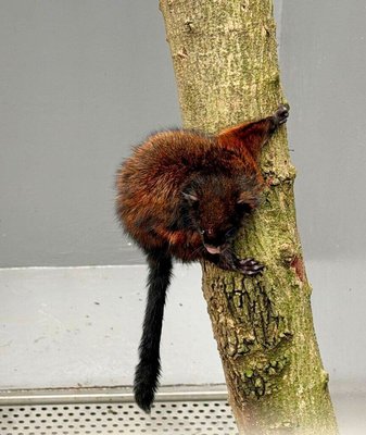 新北野生動物救傷中心  模擬棲地提升成效