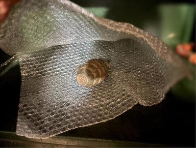 新北老兵妻整理舊物驚見手榴彈 軍方:仿真品