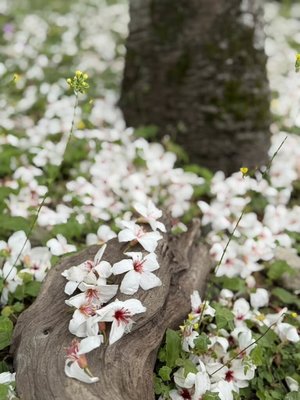 花蓮南華林業園區桐花晚開 預估4/9起盛開