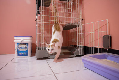 拼圖喵接力計畫　無家者與貓互助互癒的重生練習