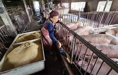 台灣重返非洲豬瘟非疫國　總統：持續強化防疫韌性