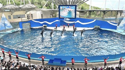 花蓮遠雄海洋公園海豚秀落幕　將轉型海豚守護基地