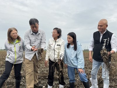 春雨驟降導致蒜頭田間開瓣　雲林爭取災害救助