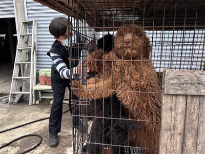 嘉義縣黑心繁殖狗場10犬疑遭割聲帶 飼主裁罰送辦