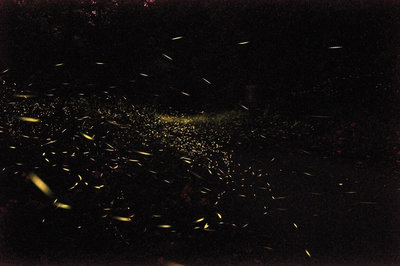 桃園北橫賞螢季4月中旬登場　觀旅局公布賞螢地圖