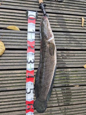 羅東貯木池外來魚移除 65公分長泰國鱧創紀錄