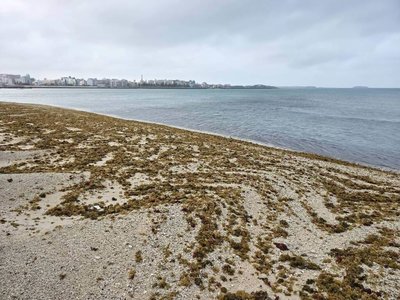 澎湖潮間帶布滿各式海藻　為岸際增美麗色彩