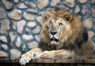 高雄壽山動物園非洲獅「二哥」　高齡23歲辭世