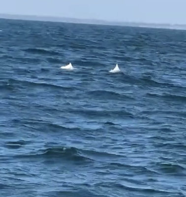 中華白海豚現蹤台南海域　顯現海洋復育成果