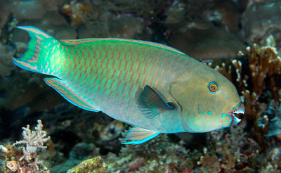 澎湖南方四島魚量增　學者籲幼魚熱點納入保護區