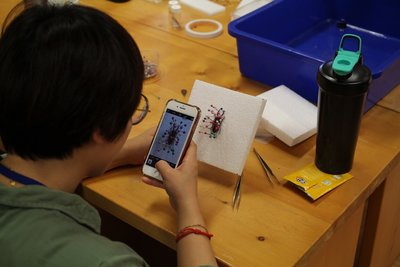 奧萬大辦昆蟲標本製作研習 只用「窗殺」屍體當素材