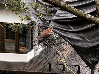 修剪樹枝侵擾鳥巢遭批　宜蘭吳沙國中致歉緊急補救