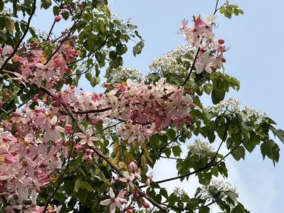 2026台南市桐花祭揭幕 全台最早「四月雪」登場