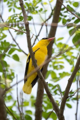 屏東平地森林園區學童賞鳥賽 記錄到56種鳥類創新高