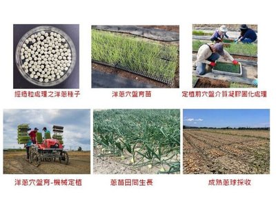種苗場洋蔥育苗新技術　發芽率可提升至8成以上