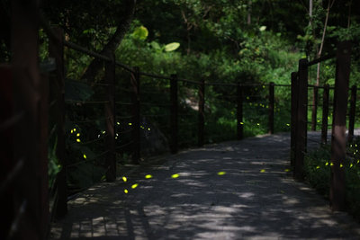 八仙山童螢季採低藍光AI技術　營造友善賞螢環境