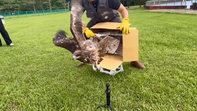 基隆掛網重生黑鳶「眨眼」　展翅高飛重返山林