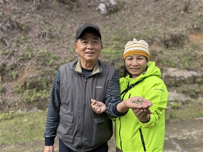 從台灣到越南：徐國安的古樹茶匠心之路