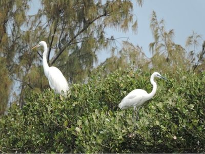 高雄援中港濕地鳥類求偶繁殖期　民眾勿干擾