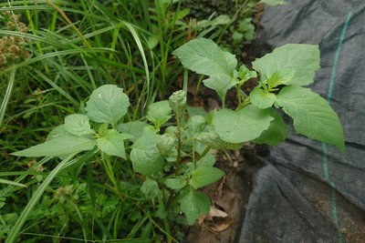 古早味平民美食　「烏甜仔菜」雨後野外冒出頭