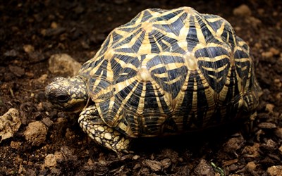 19歲台灣女遊客身綁30隻印度星龜　曼谷機場遭逮