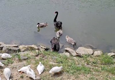 苗栗客家圓樓水岸「嬌」點　黑天鵝家族命名出爐