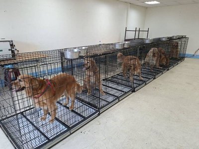 苗栗縣府安置遭不當對待犬隻　西湖鄉寵物餐廳歇業
