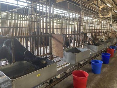 農牧循環  畜試所轉化香蕉農廢與格外品為飼料