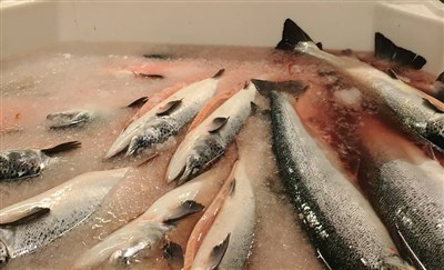 研究指挪威鮭魚養殖釀嚴重污染　等同全澳洲未處理廢水