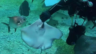 澎湖水族館小魟魚見客　見證海洋母親溫柔力量