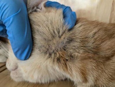 飼主疑住院未照料　竹縣14隻貓遭不當飼養已安置