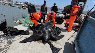 漁民東石海域誤捕200公斤革龜 海巡成功救援野放