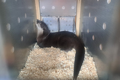 北市動物園小爪水獺「香橙」抵紐西蘭　助域外保育