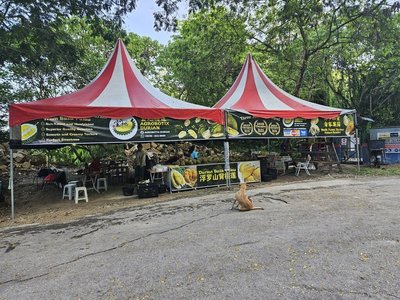 中國榴槤熱背後  大馬出口市場過度集中隱憂浮現