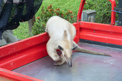 小食蟻獸「黑妞」失蹤第7天　台北市動物園找到了