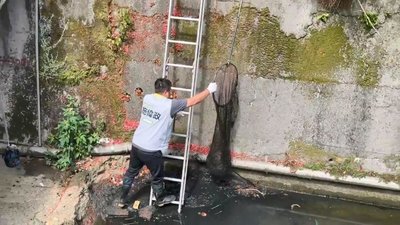 基隆狗兒受困大排 架雙節梯救起、後肢已癱瘓